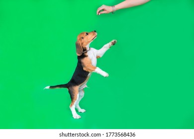 Young red cute beagle puppy jumping to his master's hand with feed on the green background. Copy space.