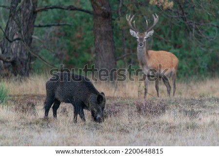 Young Red deer male (Cervus elaphus) and a wild boar (Sus scrofa) on the field of National Park Hoge Veluwe in the Netherlands. Forest in the background.                                               