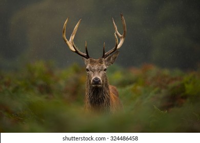 A young Red deer stag.