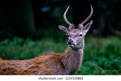 Young Red Deer Stag, Scotland