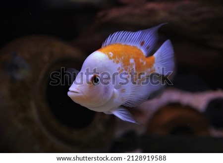 A young Red devil cichlid is swimming in freshwater aquarium. Amphilophus labiatus is freshwater ornamental fish endemic to Lake Managua and Lake Nicaragua in Central American.