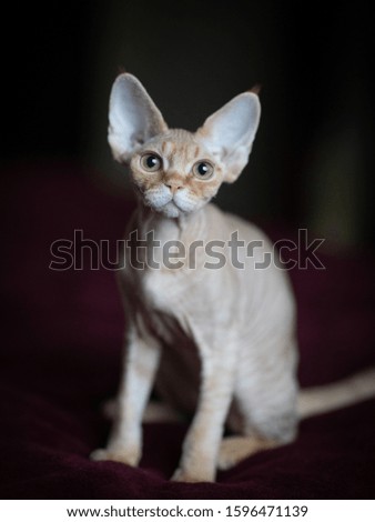 Young Red Devon Rex Kitten