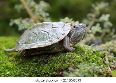 9,848 Reptile ears Images, Stock Photos & Vectors | Shutterstock