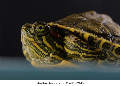 Young Red Eared Slider Turtle Macro Stock Photo 2168556245 | Shutterstock