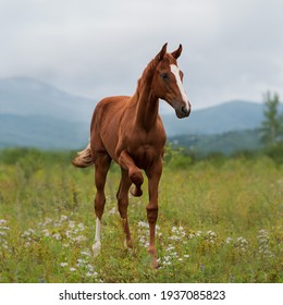 A young red filly with a white stripe on her muzzle stands with her foot raised on the green grass in a field in the haze of the mountains.
