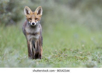 Young red fox
