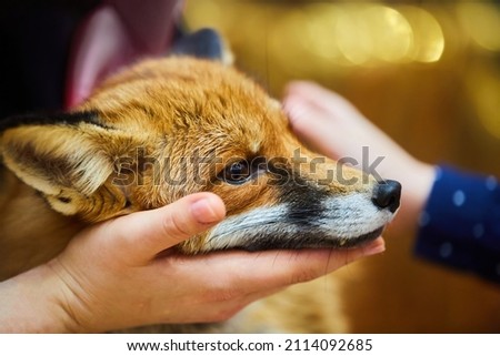 A young red fox in the arms of a man. Taming wild animals to life in the house.