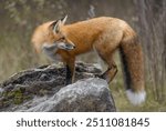 A young red fox with a bushy tail standing on top of a rock in autumn in Ottawa, Ontario, Canada 