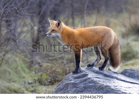 A young red fox with a bushy tail standing on top of a rock in autumn in Ottawa, Ontario, Canada 