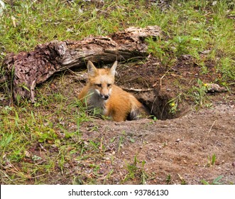 Young Red Fox In Den