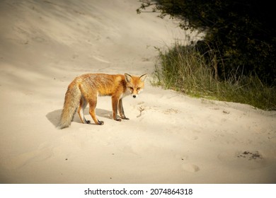 Young Red Fox On A Desert