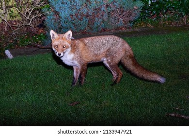 Young Red Fox Roaming At Night