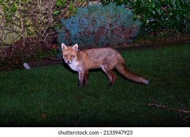 Young Red Fox Roaming At Night