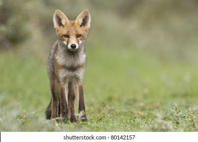 Baby Red Fox Images Stock Photos Vectors Shutterstock