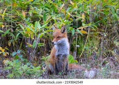 Young Red Fox Sitting In The Grass