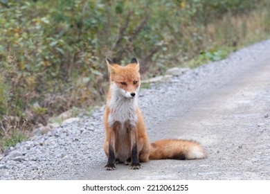 Young Red Fox Sitting On The Road