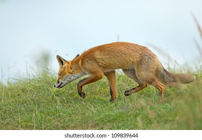 Young Red Fox Sneaking Away.