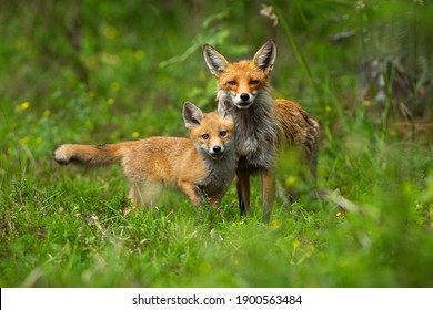 Young Red Fox, Vulpes Vulpes, Cub Cuddling With Its Mother In Spring Nature. Juvenile Mammal With Orange Fur Standing Close To Its Protective Parent. Concept Of Animal Family And Love.