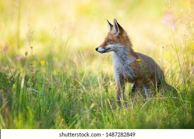 Young Red Fox, Vulpes Vulpes, Looking Aside In Summer On Green Meadow With Copy Space. Wild Animal In Nature At Sunset With Positive Sentiment.