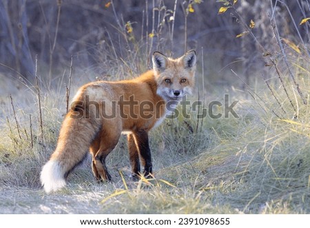 Similar – Image, Stock Photo Wild fox walking in forest