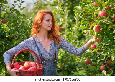 Young red haired woman picking ripe organic apples in wooden crate in orchard or on farm on a fall day