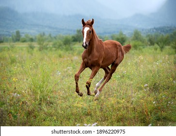 A young red horse runs briskly through a green field in summer