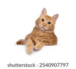 Young red house cat, laying down facing front with paws over edge. Looking straight to camera. Isolated on a white background.