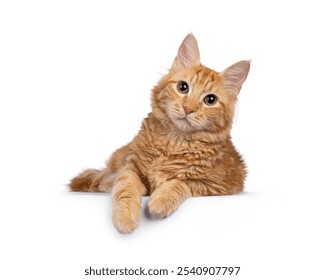 Young red house cat, laying down facing front with paws over edge. Looking straight to camera. Isolated on a white background. - Powered by Shutterstock