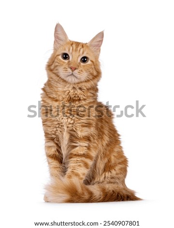 Image, Stock Photo ginger tabby kitten sits and looks up on a light background