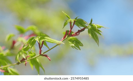 Young Red Leaves Of Japanese Maple Or Acer Palmatum In Spring. Commonly Known As Palmate Maple. Close up.