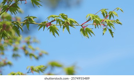 Young Red Leaves Of Japanese Maple Or Acer Palmatum In Spring. Commonly Known As Palmate Maple. Close up.