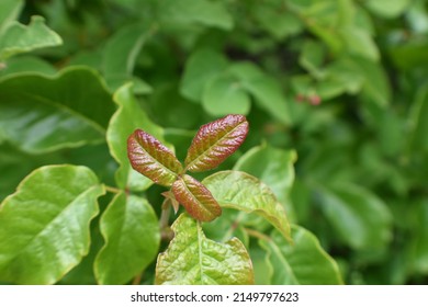 Young Red Poison Oak Leaf Surrounded With Mature Green Poison Oak Leafs For Plant Identification 