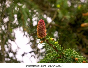 Young Red Spruce Cone In The Spring Forest