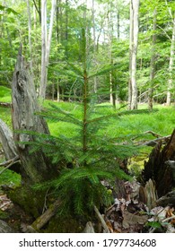 Young Red Spruce Tree (Picea Rubens) Growing On A Decomposing Stump At Blackwater Falls State Park In West Virginia.