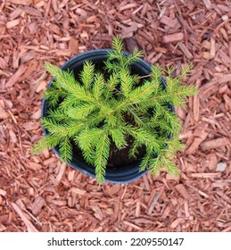 A Young Red Spruce Tree In A Pot