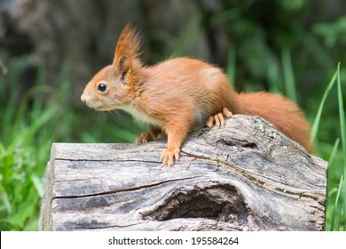 Young Red Squirrel