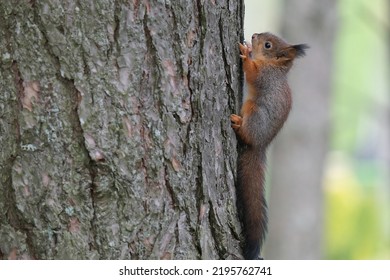 Young Red Squirrel Climbing On Pine Trees