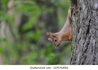 Young Red Squirrel Climbing On Pine Trees