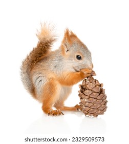 Young red squirrel eats a cedar cone. Isolated on white background