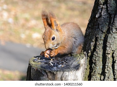 Young red squirrel eats seeds. Squirrel settled on a stump. Common squirrel. Close-up