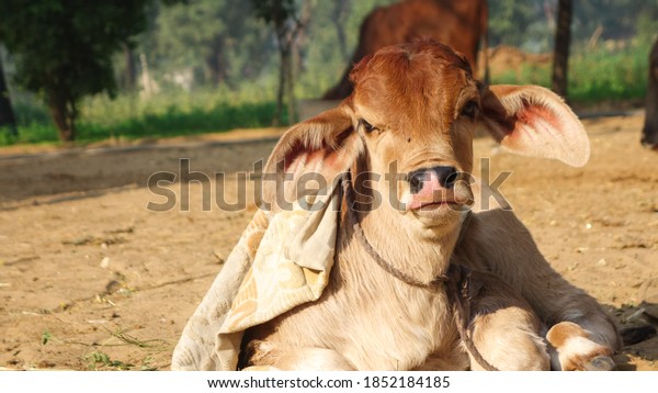 Young Red White Cow Calf Sitting Stock Photo 1852184185 | Shutterstock