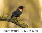 Young Red Winged Blackbird (Agelaius phoeniceus) observes its wetland domain.  Orange shoulder patches stand contrast to dark feathers amidst a green backdrop of forest. Male bird perching on a branch