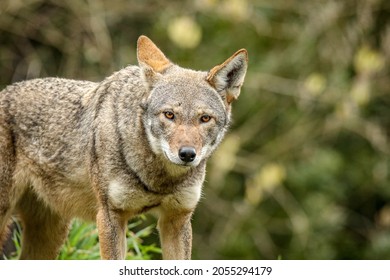 Young Red Wolf Looking At You. Red Wolves Are Native To Southeast United States. It Is An Endangered Species. 