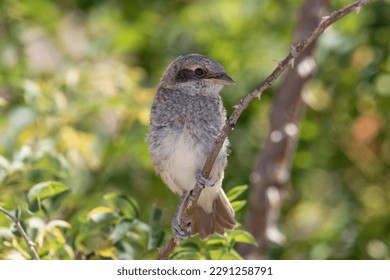 Young red-backed shrike (Lanius collurio) is a carnivorous passerine bird and member of the shrike family Laniidae. - Powered by Shutterstock