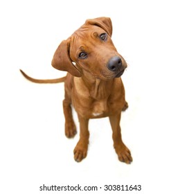 Young Reddish Dog From Above, Head Sideways, Isolated  On White  Background