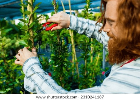 young redhaired ginger bearded man in apron cut bushes in the garden or plantation