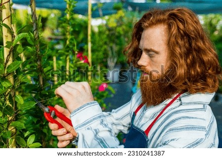 young redhaired ginger bearded man in apron cut bushes in the garden or plantation