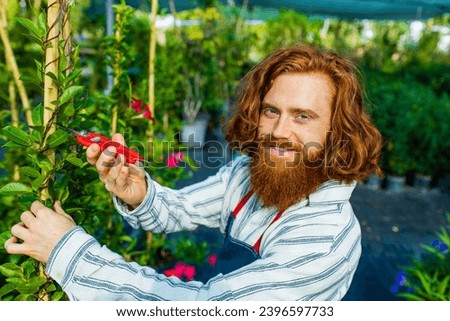 young redhaired ginger bearded man in apron cut bushes in the garden or plantation