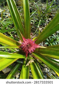 A young, red-purple pineapple fruit develops amidst its long, spiky green leaves