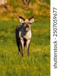 Young reindeer or caribou (Rangifer tarandus) looking straight in the camera